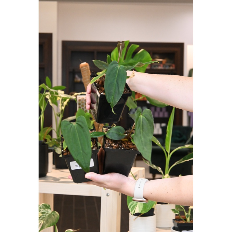 Anthurium Portilloi x Papillilaminum RL Selfed
