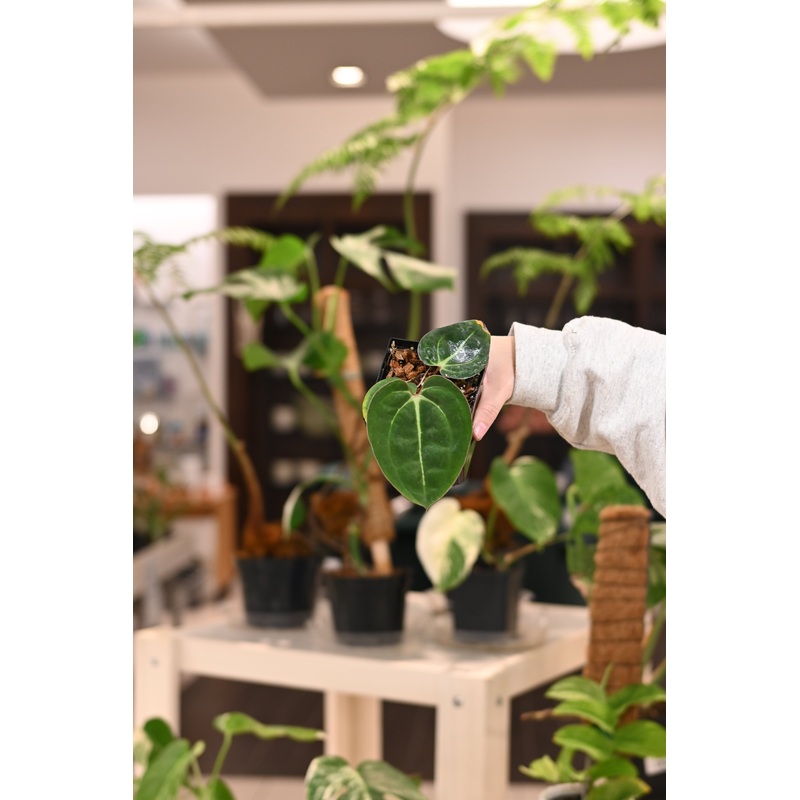 Anthurium Red Crystal Wu8 x Carlablackiae Wu2