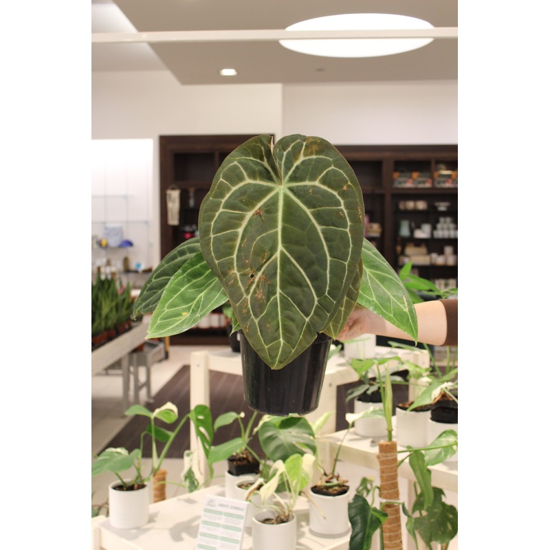 Anthurium ‘Sam’s Dream’|8″