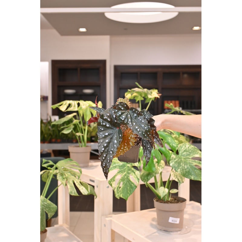 Begonia Black Forest|4″
