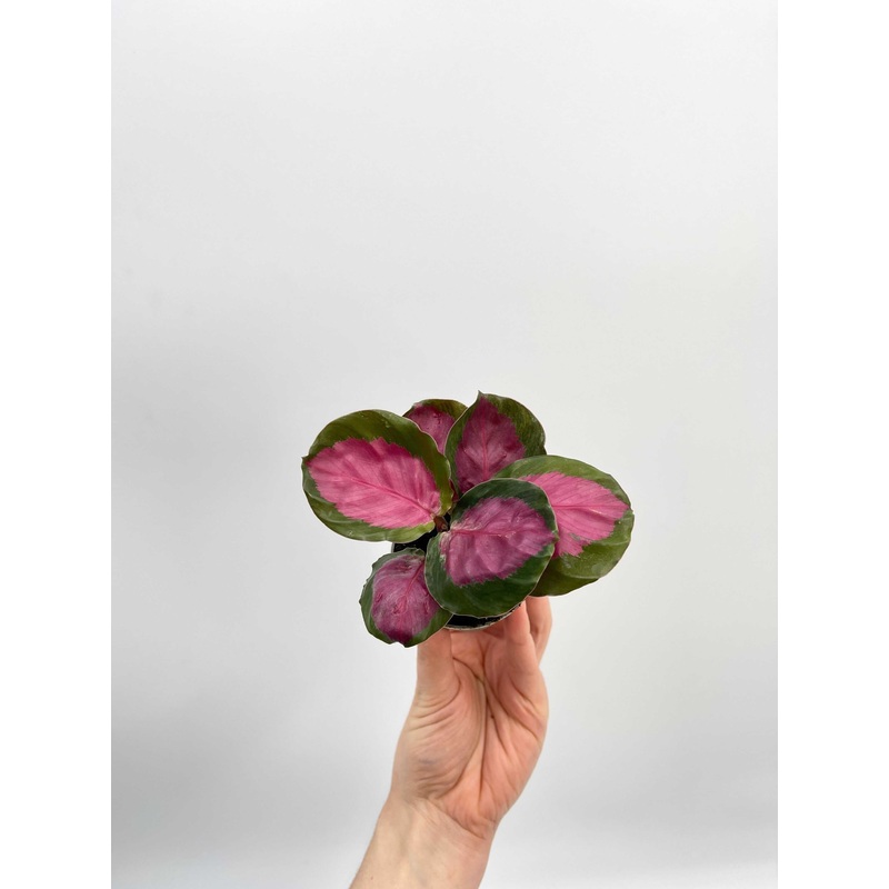 Calathea Roseapicta, Baby Plant