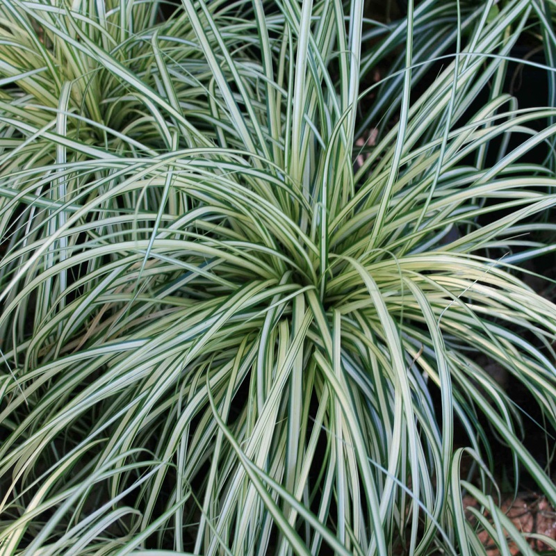 Carex ‘Evergold’ Japanese Sedge