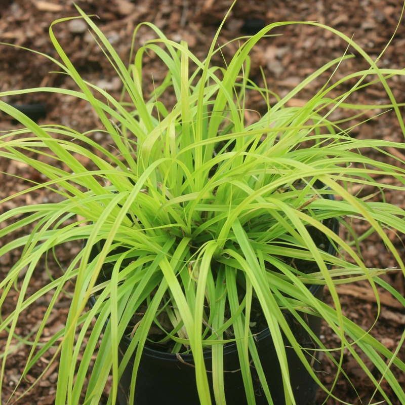 Carex ‘Everillo’ Japanese Sedge