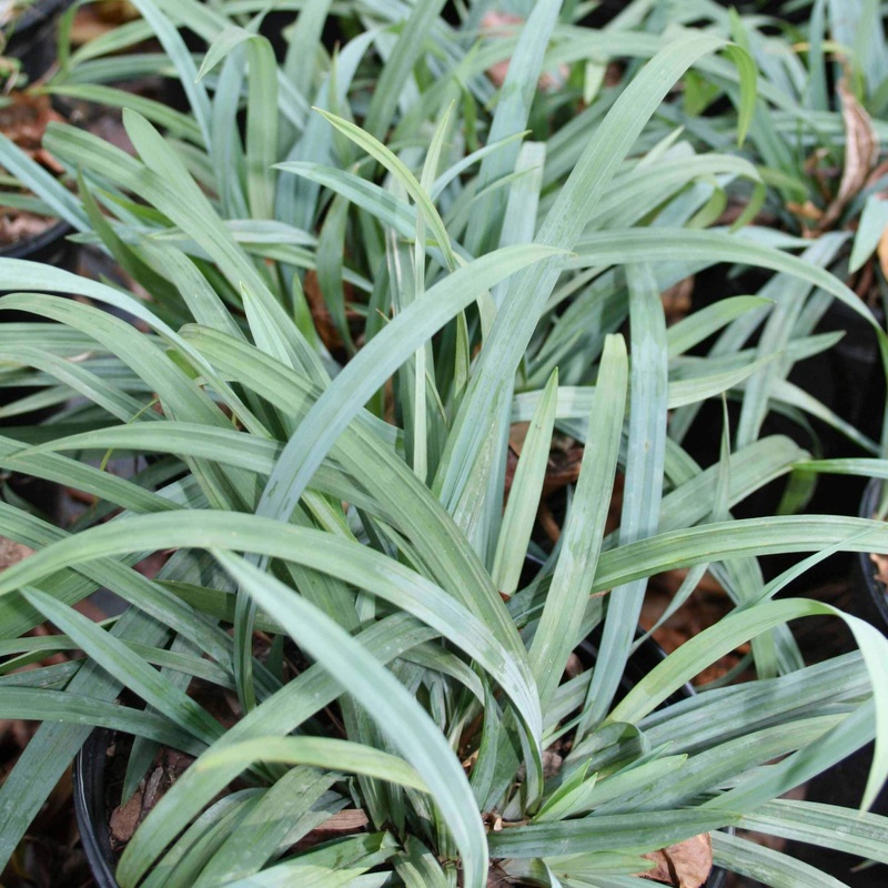 Carex ‘Hobb’ Bunny Blue Sedge|1 Quart