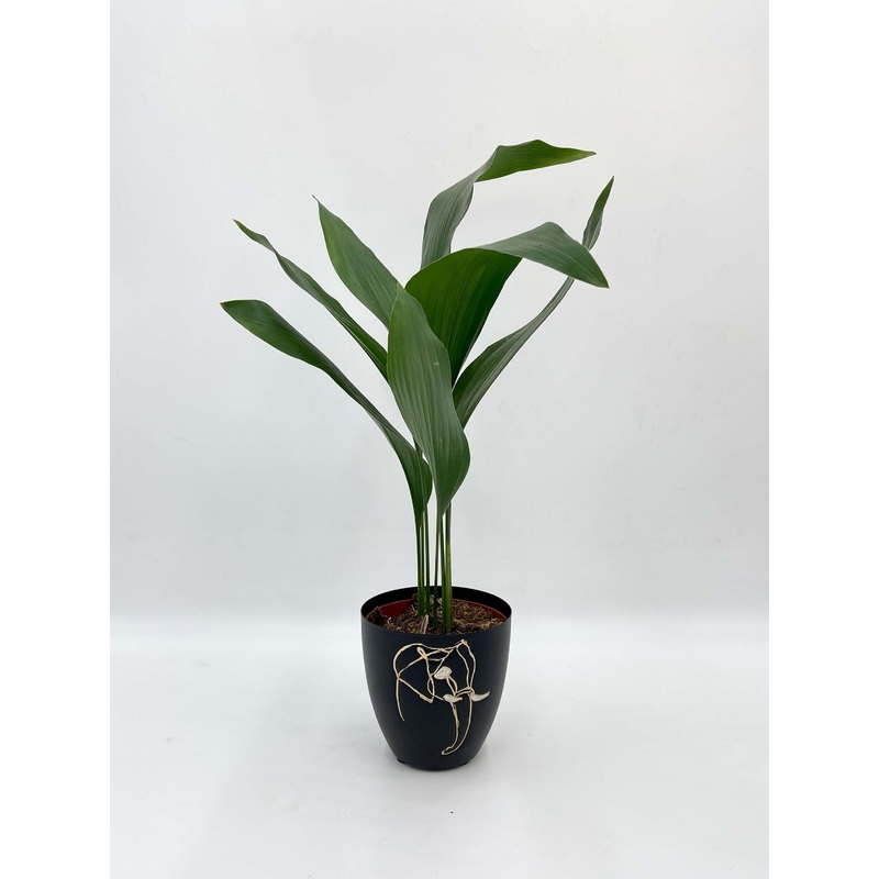 Cast Iron Plant in Black Metal Pot | Low-Light Indoor Plant Gift | Aspidistra Elatior