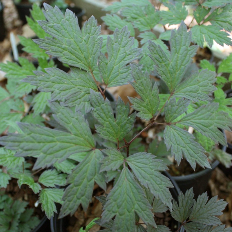 Cimicifuga ‘Chocoholic’ Black Snakeroot