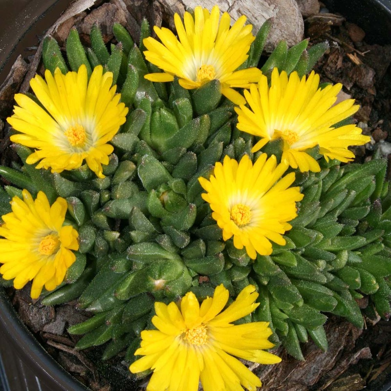 Delosperma ‘Gold Nugget’ Ice Plant