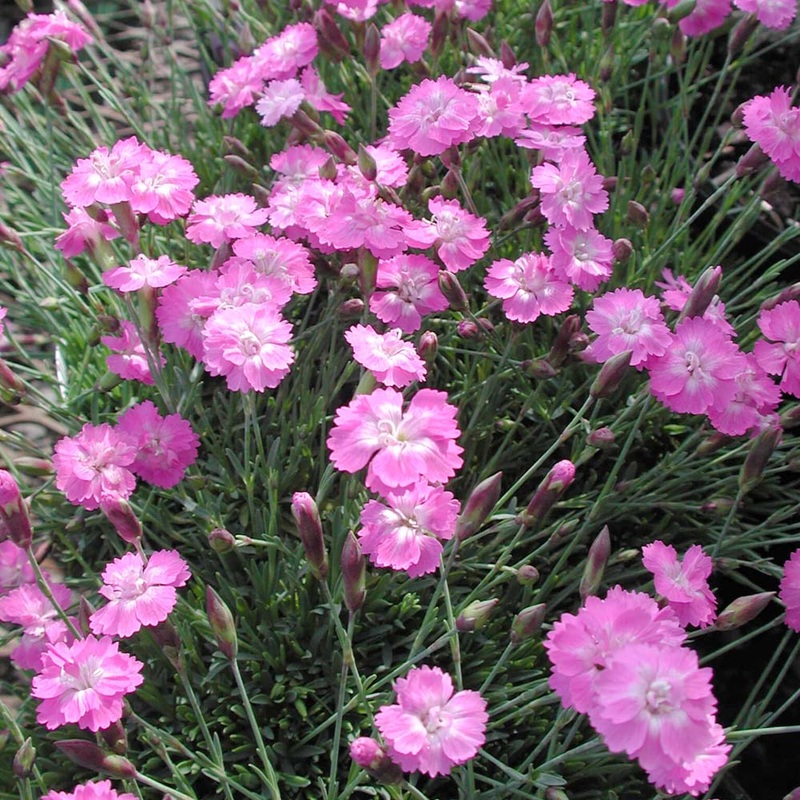Dianthus ‘Tiny Rubies’ Pinks|1 Quart