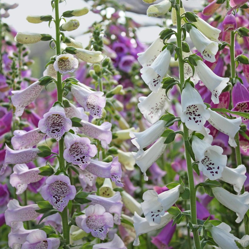 Digitalis ‘Camelot Mix’ Foxglove