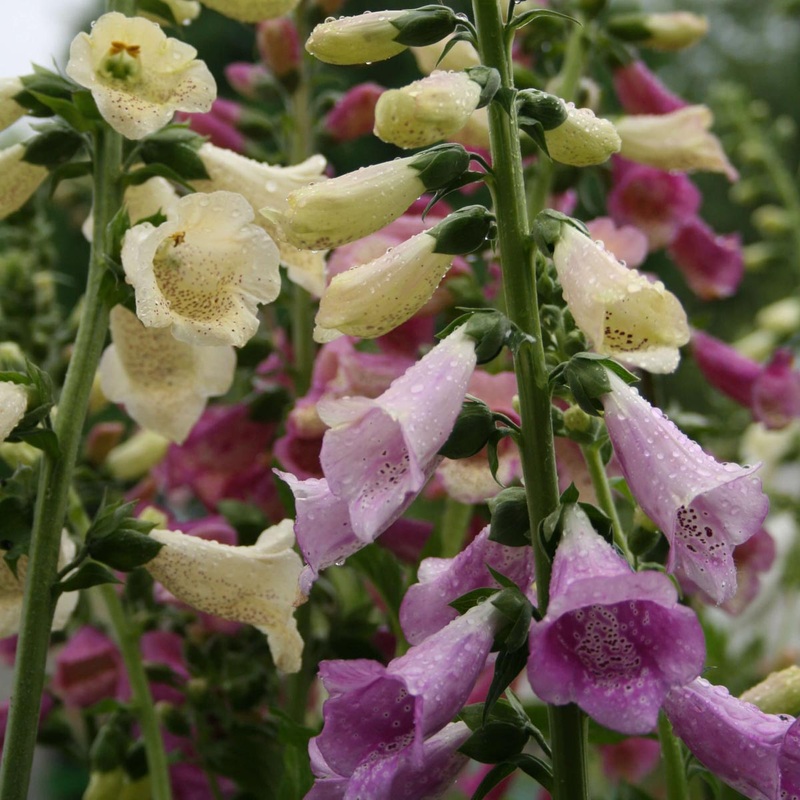 Digitalis ‘Foxy’ Foxglove|1 Quart