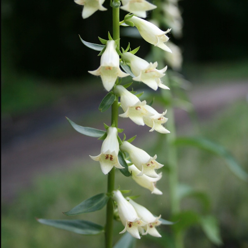 Digitalis lutea Foxglove|1 Quart