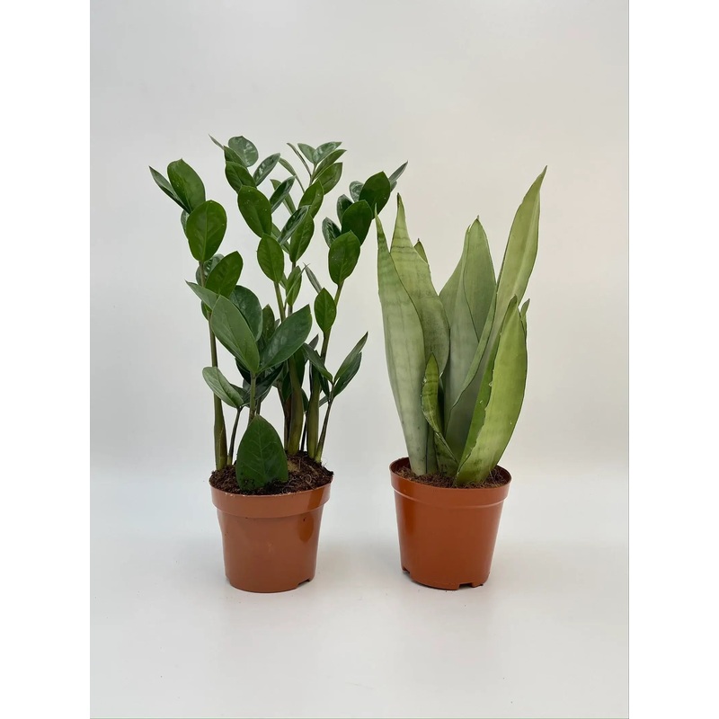 Easy Care Houseplant Bundle, Sansevieria Moonshine, Zamioculcas ZZ Plant