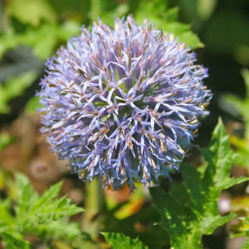 Echinops ‘Platinum Blue’ Globe Thistle