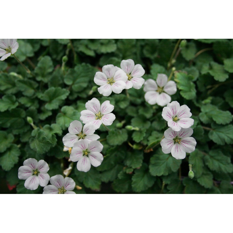 Erodium reichardii ‘Alba’ Alpine Geranium