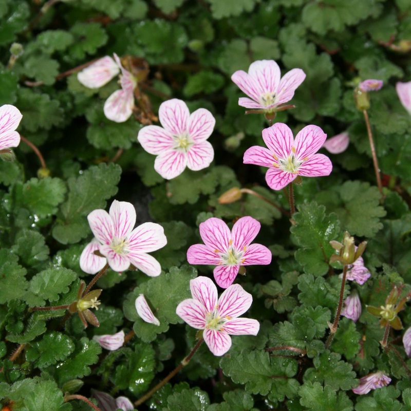 Erodium reichardii ‘Charm’ Alpine Geranium