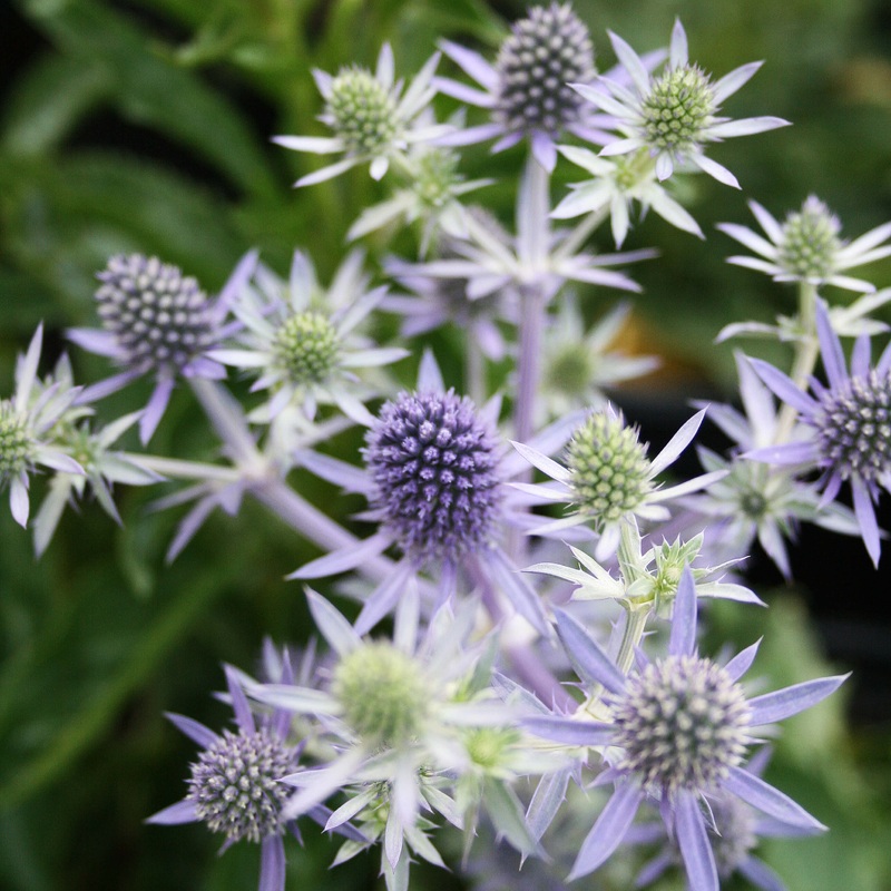 Eryngium ‘Blue Hobbit’ Sea Holly