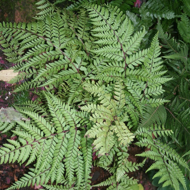 Fern Eared Lady Athyrium otophorum ‘Okanum’