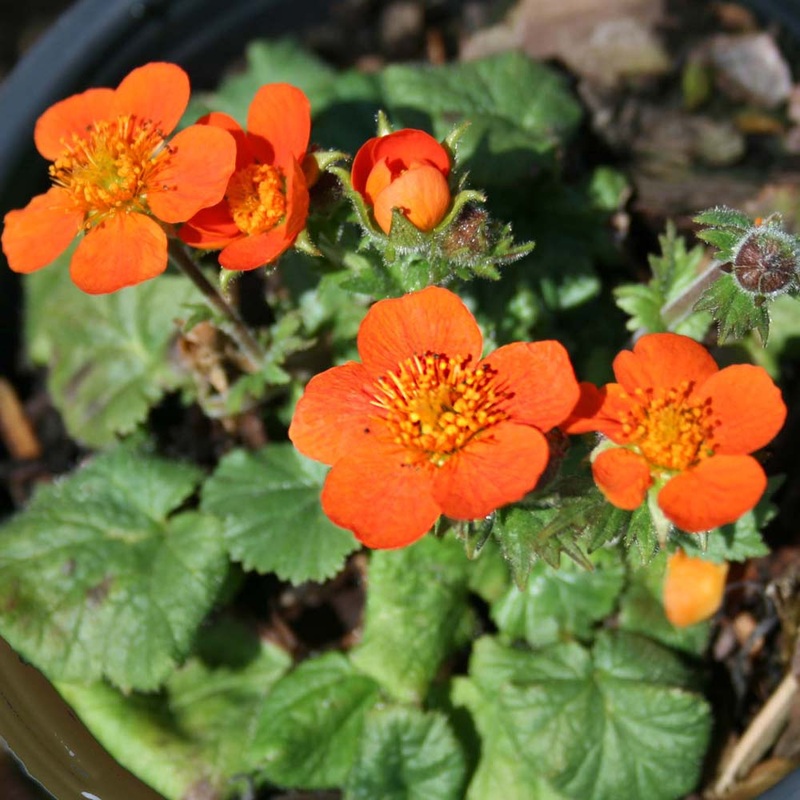 Geum ‘Koi’ Avens|1 Quart