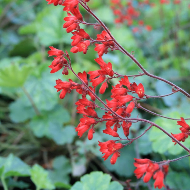 Heuchera sanguinea ‘Ruby Bells’ Coral Bells