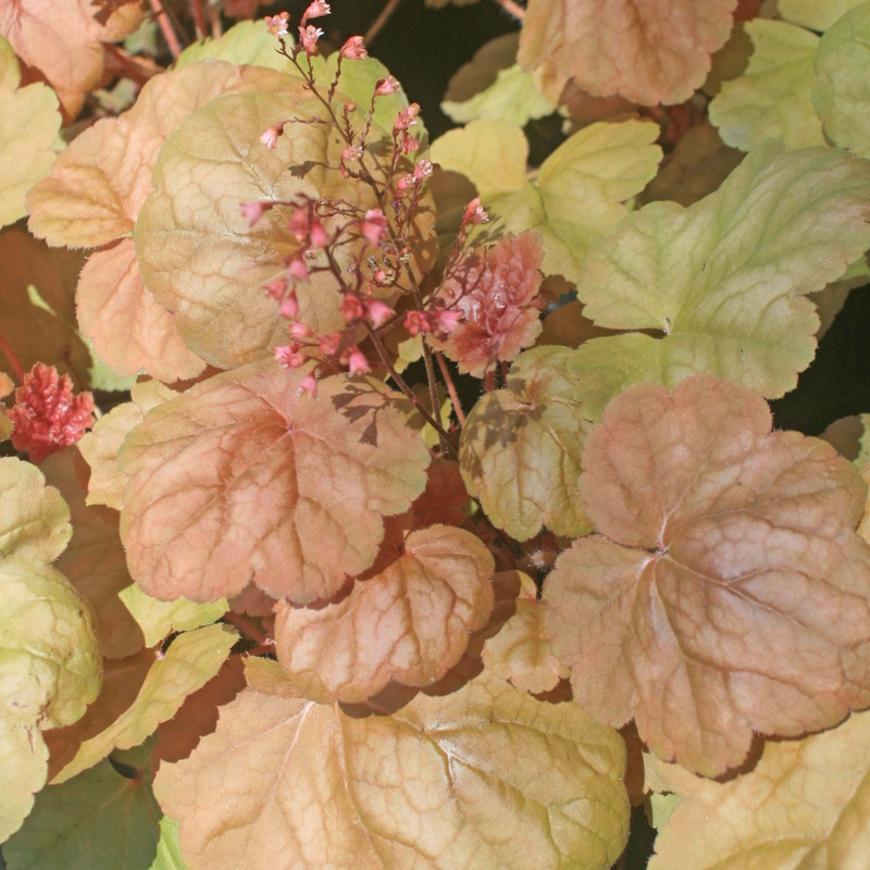 Heuchera villosa ‘Apricot’ Coral Bells or Alumroot