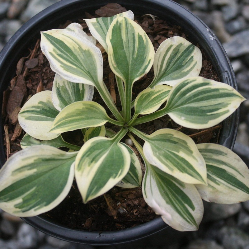 Hosta ‘Cameo’ Plantain Lily|1 Quart