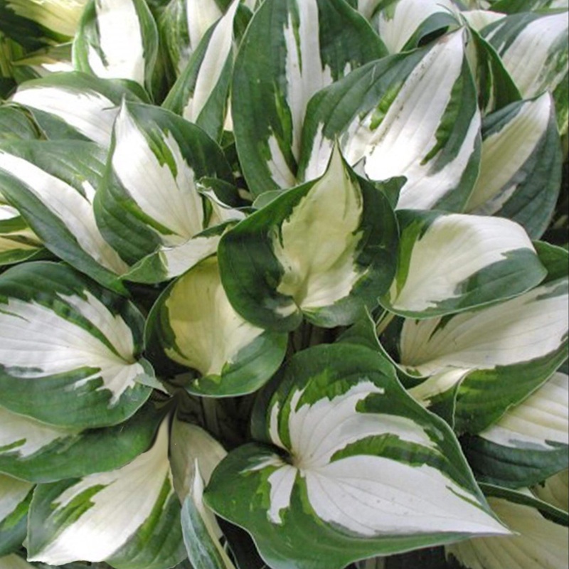 Hosta ‘Fire and Ice’ Plantain Lily