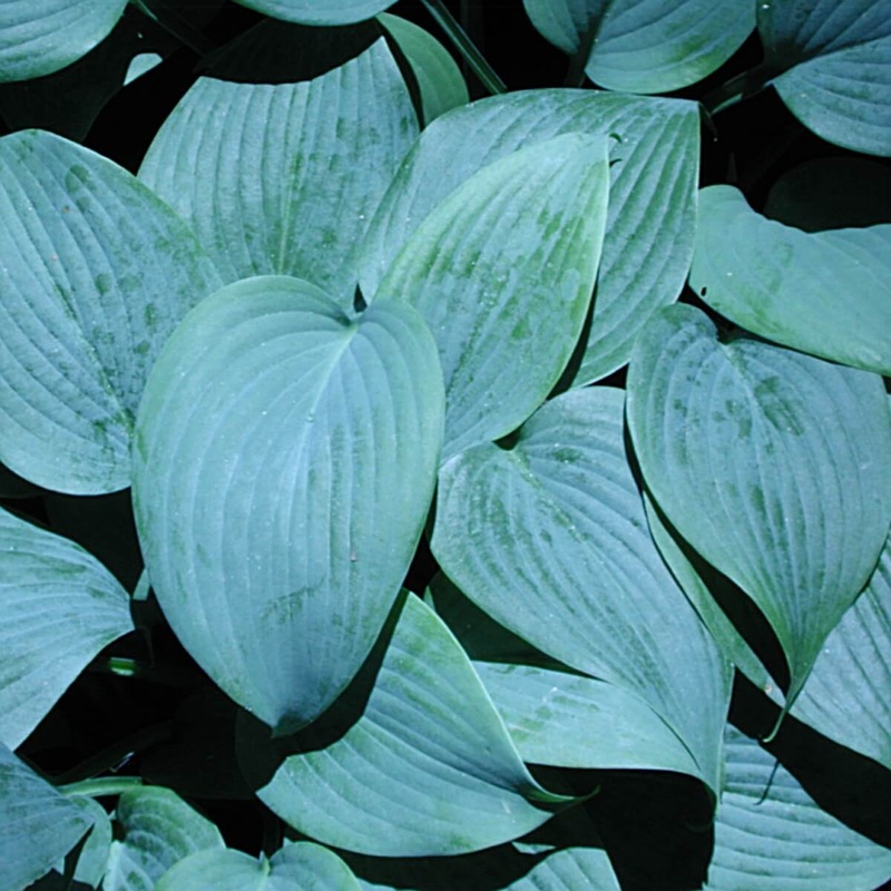 Hosta ‘Fragrant Blue’ Plantain Lily