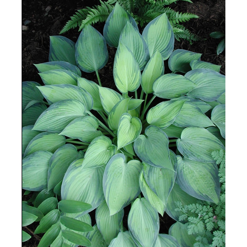 Hosta ‘June’ Plantain Lily|1 Quart
