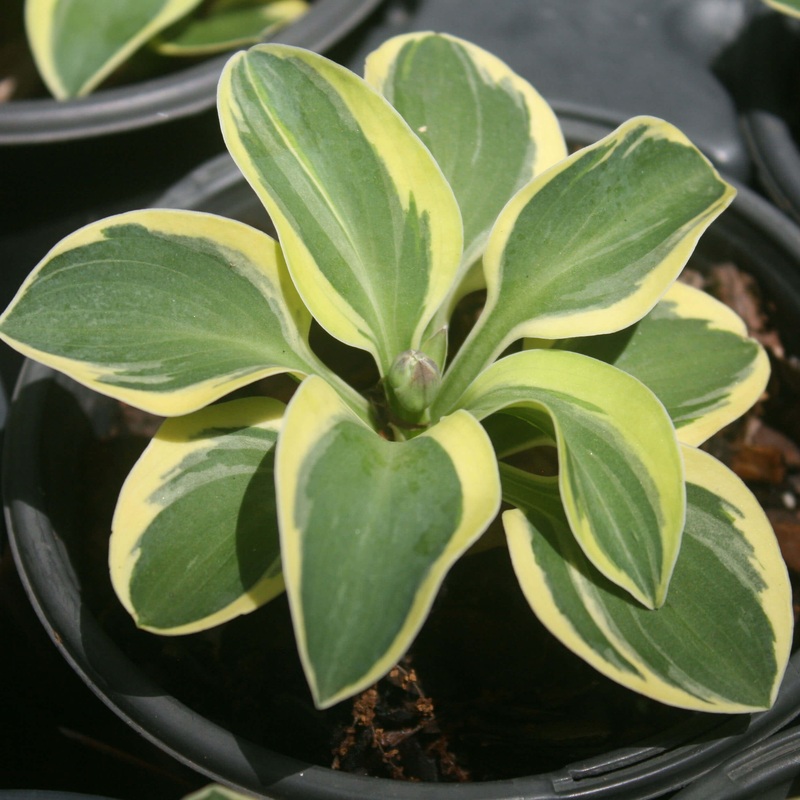 Hosta ‘Mighty Mouse’ Plantain Lily