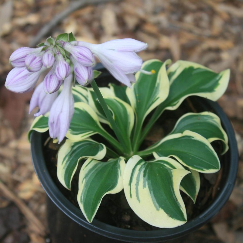 Hosta ‘Mini Skirt’ Plantain Lily