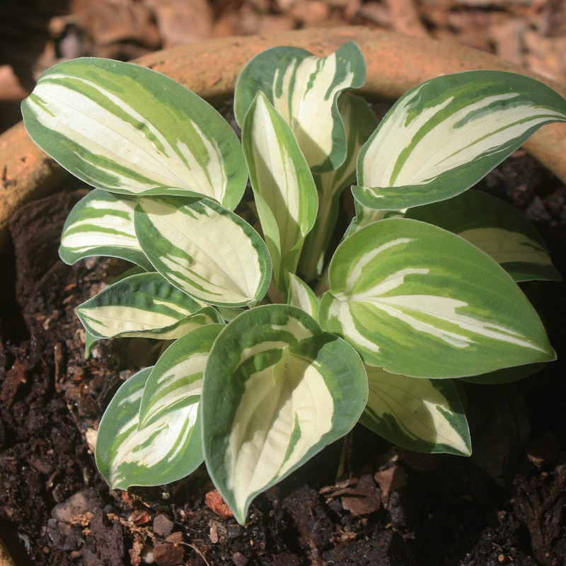 Hosta ‘Pandora’s Box’ Plantain Lily