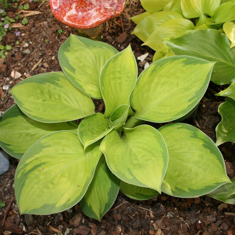 Hosta ‘Rainforest Sunrise’ Plantain Lily