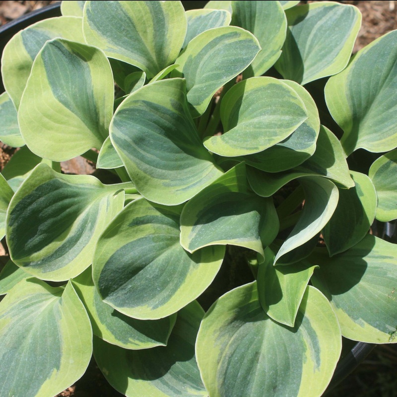 Hosta ‘School Mouse’ Plantain Lily