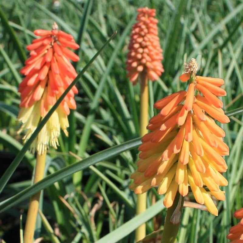 Kniphofia ‘Border Ballet’ Red Hot Poker