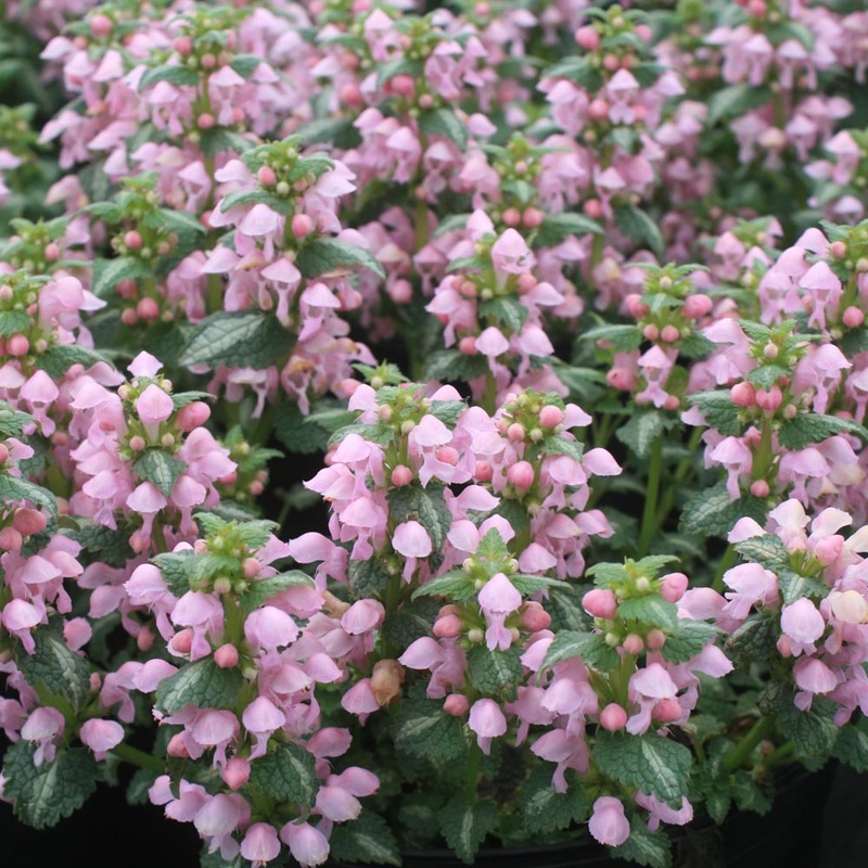 Lamium ‘Shell Pink’ Spotted Dead Nettle