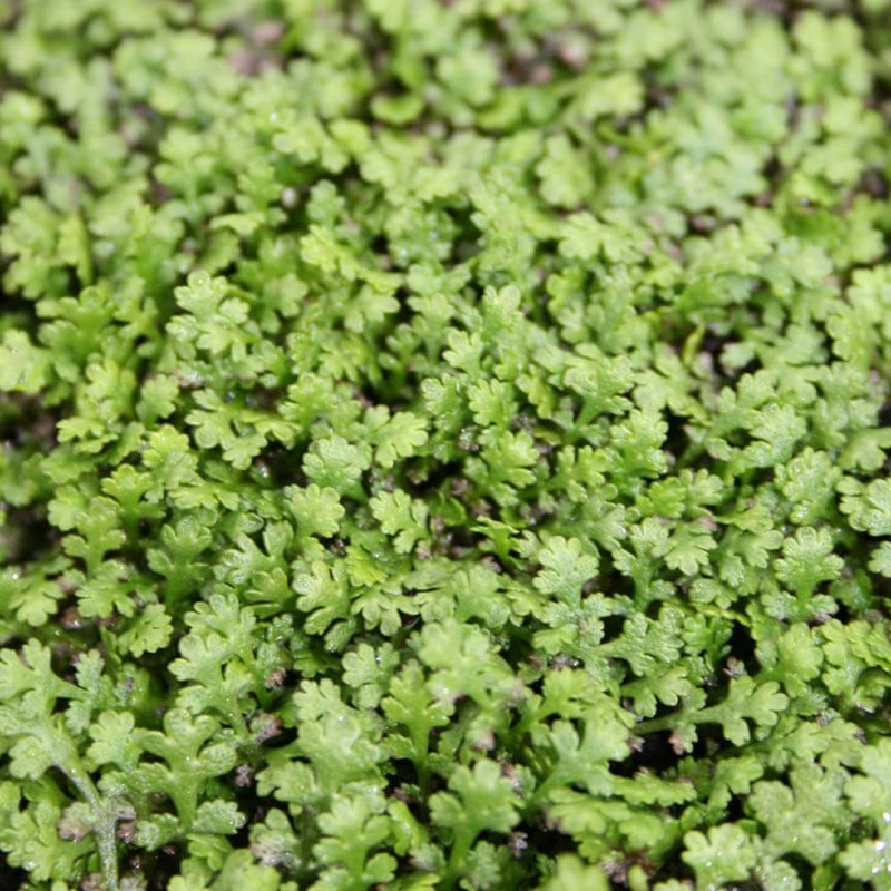Leptinella gruveri Miniature Brass Buttons