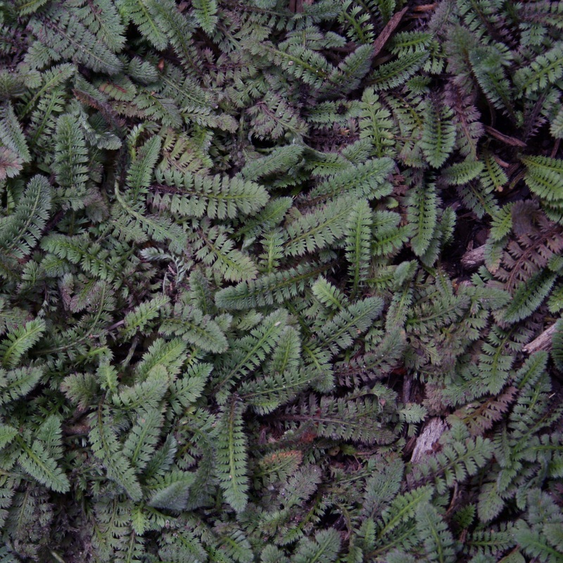Leptinella ‘Platt’s Black’ Brass Buttons