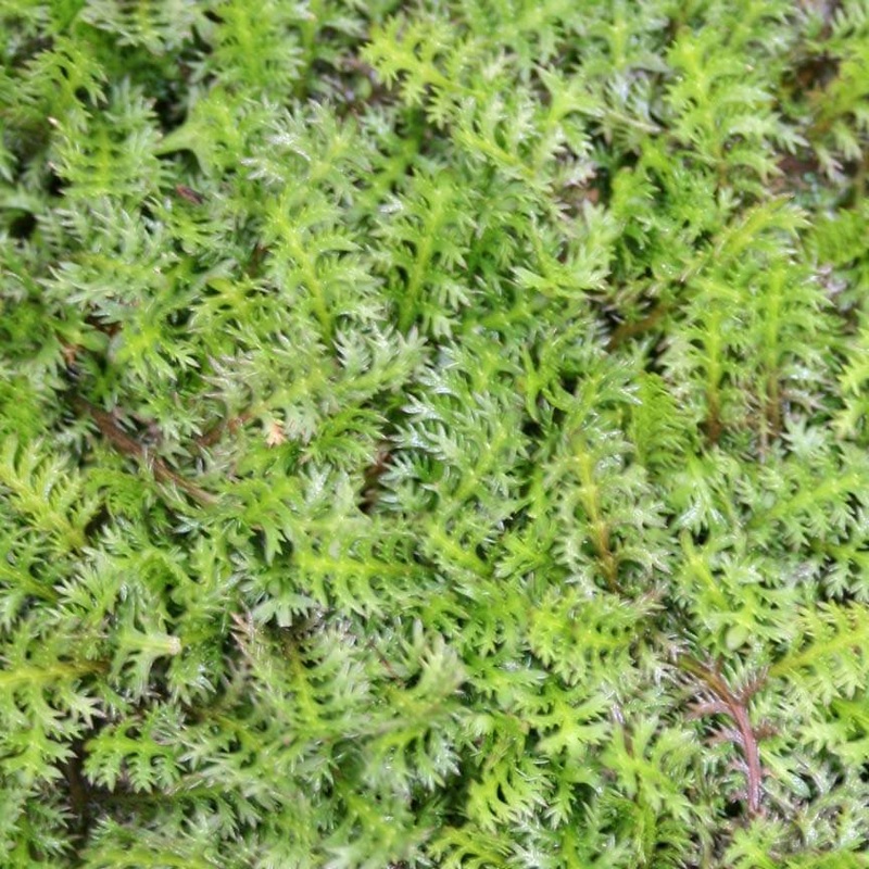 Leptinella potentillina Brass Buttons