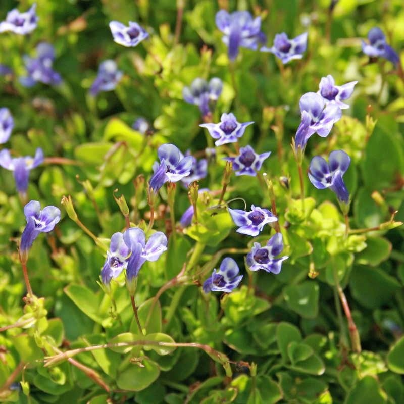 Lindernia grandiflora Blue Moneywort