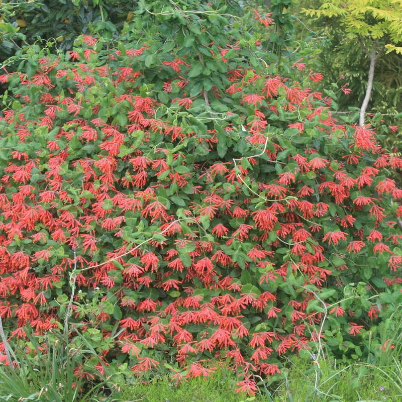 Lonicera ‘Major Wheeler’ Honeysuckle