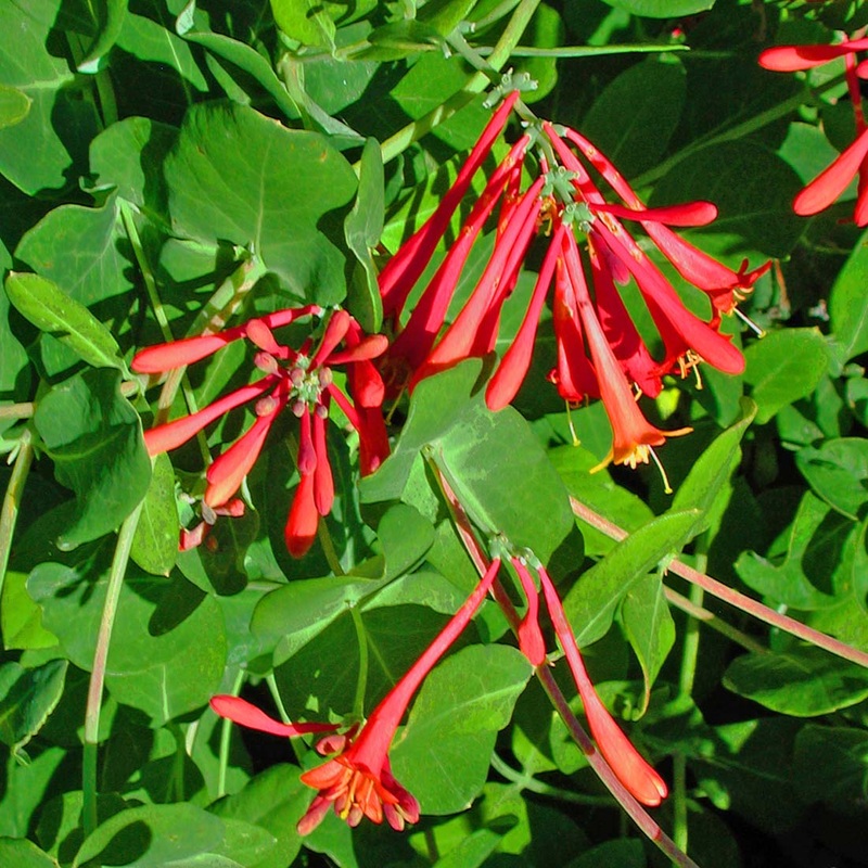 Lonicera sempervirens Coral Honeysuckle