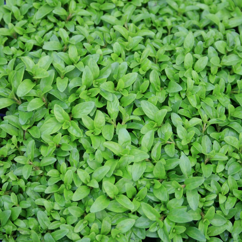 Mentha pulegium ‘Nana’ Dwarf Pennyroyal