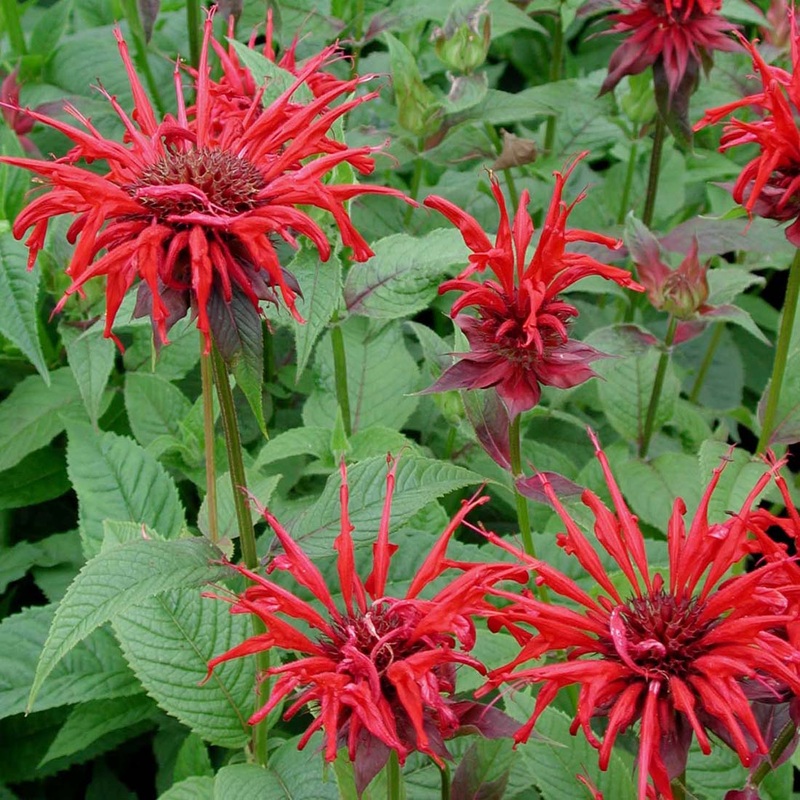 Monarda ‘Jacob Cline’ Bee Balm