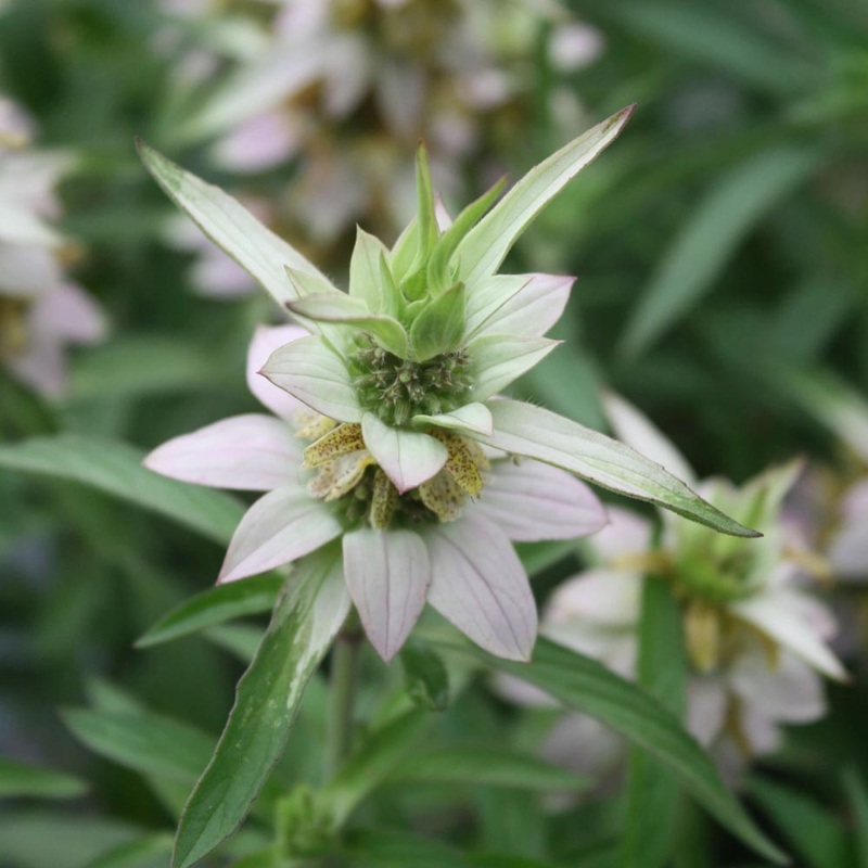 Monarda punctata Spotted Bee Balm