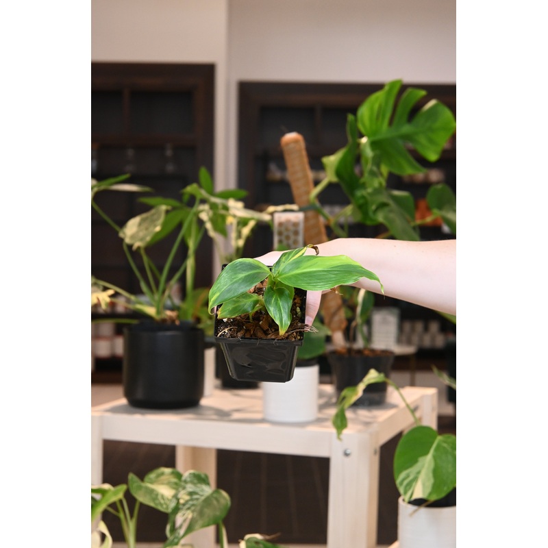 Musa Banana Aurea|3″