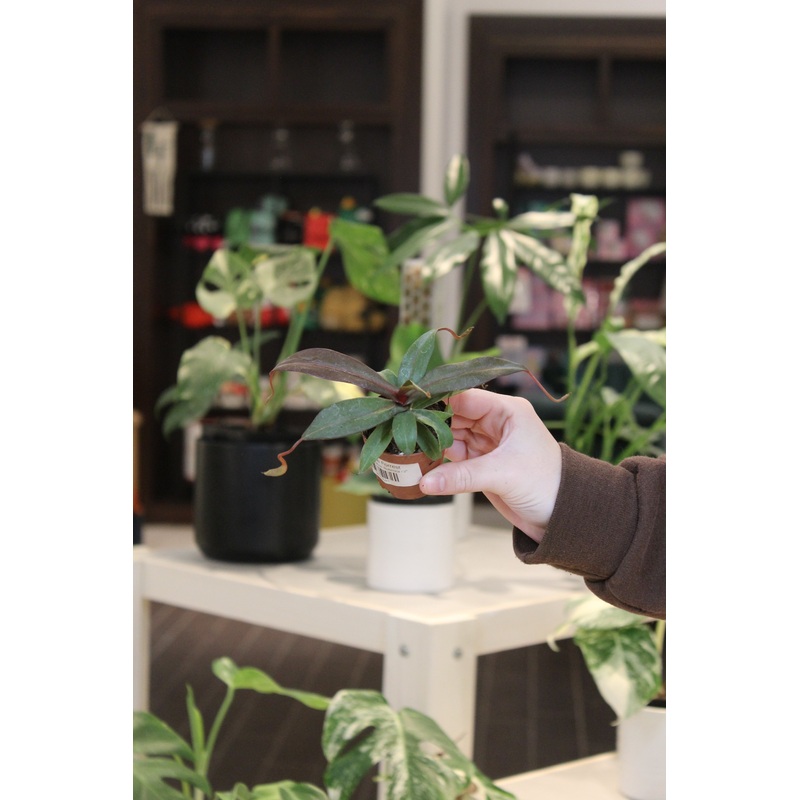 Nepenthes Rebecca|2″