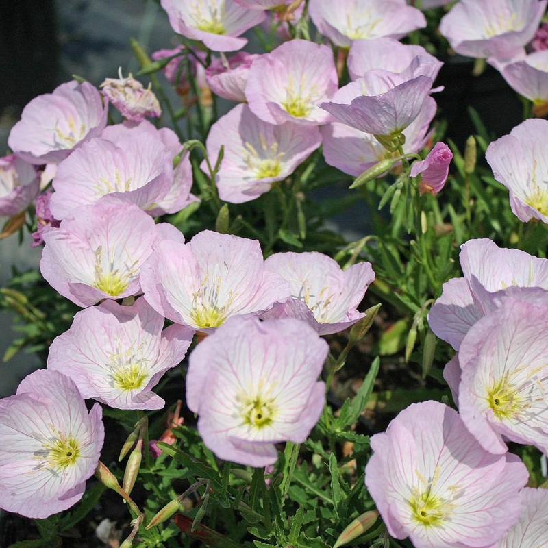 Oenothera speciosa ‘Siskiyou’ Evening Primrose