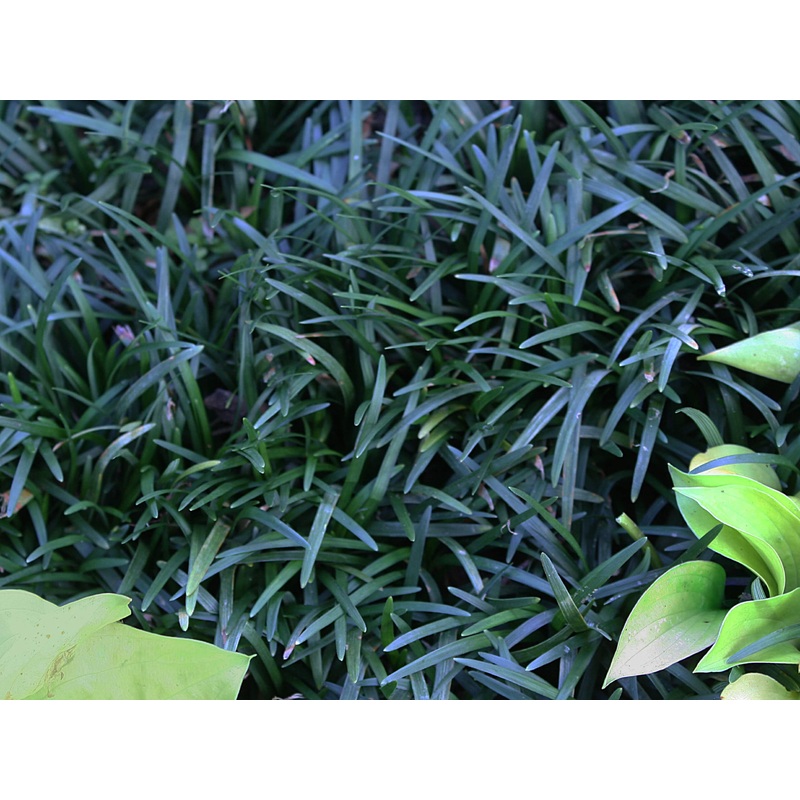 Ophiopogon japonicus ‘Nana’ Dwarf Mondo Grass