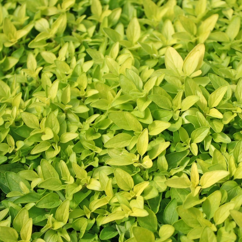 Origanum vulgare ‘Aureum’ Golden Oregano