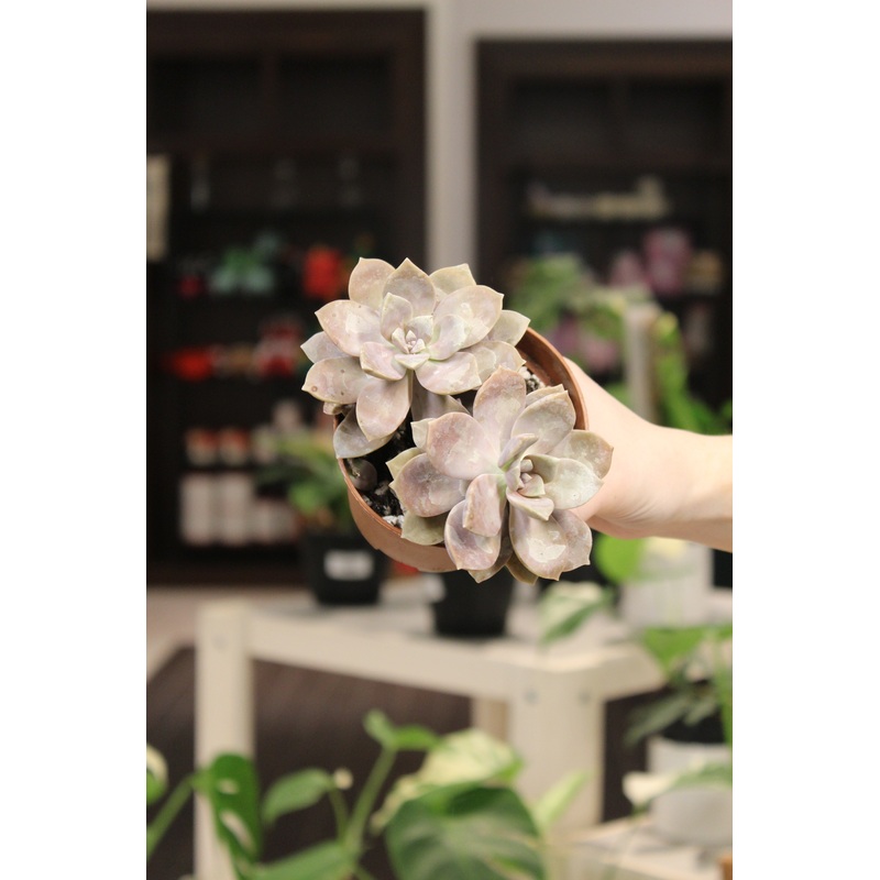Pentandrum Succulent|4″